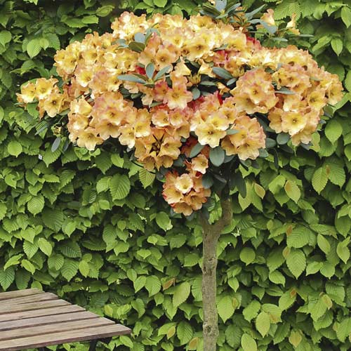 1 buc, Azalee Goldtopas, C6 - Răsaduri: Mod de ambalare: 1 buc