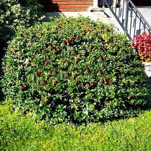 1 buc, Laur Blue Princess - Răsaduri: Mod de ambalare: 1 buc