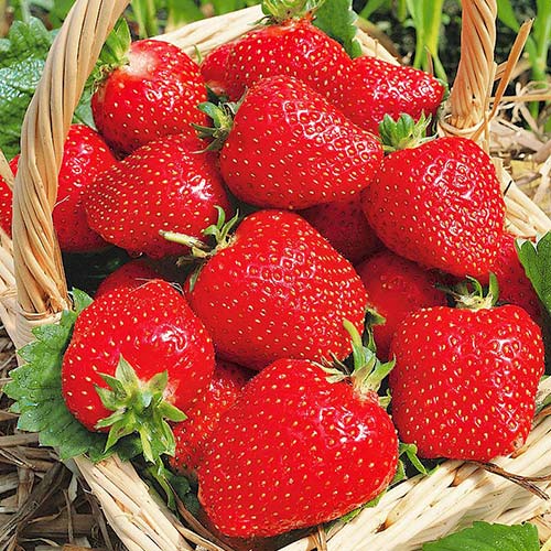 5 buc, Căpșuni Roxana - Răsaduri: Mod de ambalare: 5 buc