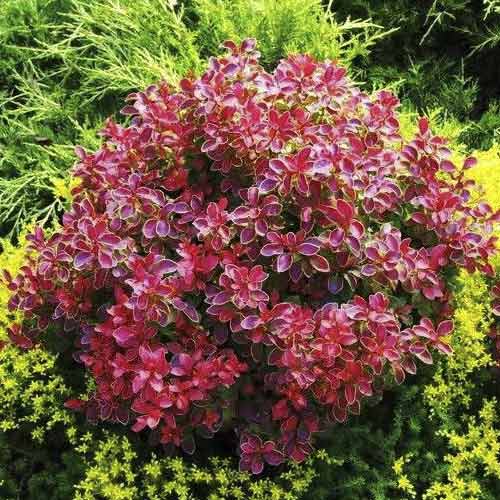 1 saz, Dřišťál Thunbergův Coral PBR, C2 - : Monžstvo balíkov: 1 saz