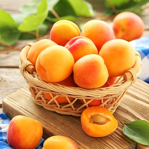 1 saz, Meruňka Diamond, С2 - : Monžstvo balíkov: 1 saz