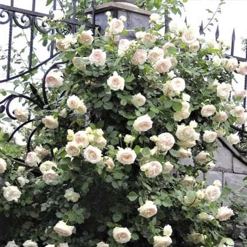 1 db, Rózsa futó Palais Royal - Palánták: Mod de ambalare: 1 db