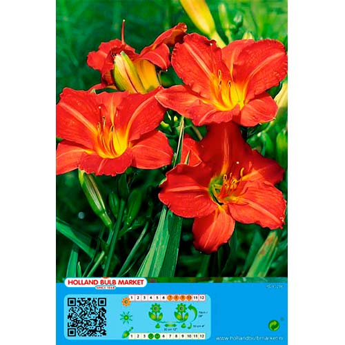 1 db, Sásliliom (Hemerocallis) Red - Évelő: Mod de ambalare: 1 db