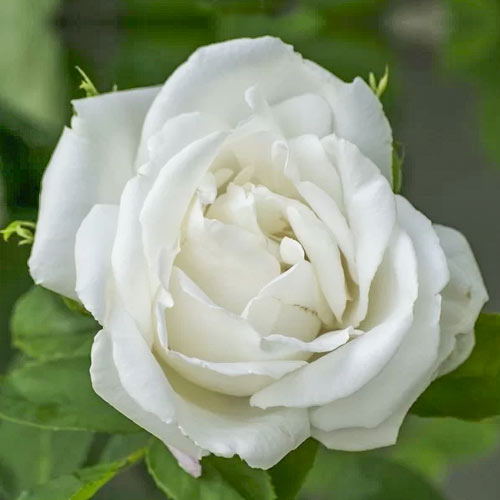 1 db, Rózsa teahibrid Mount Shasta, root ball - Palánták: Mod de ambalare: 1 db