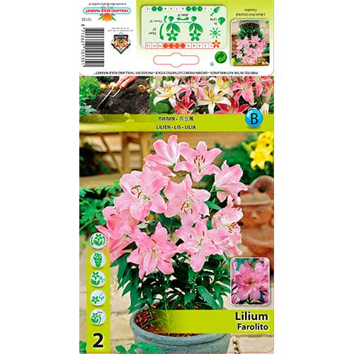 2 db, Liliom Farolito - Hagymák: Mod de ambalare: 2 db