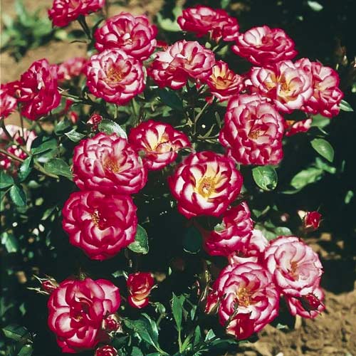 1 db, Rózsák mini Sweet Symphony - Palánták: Mod de ambalare: 1 db