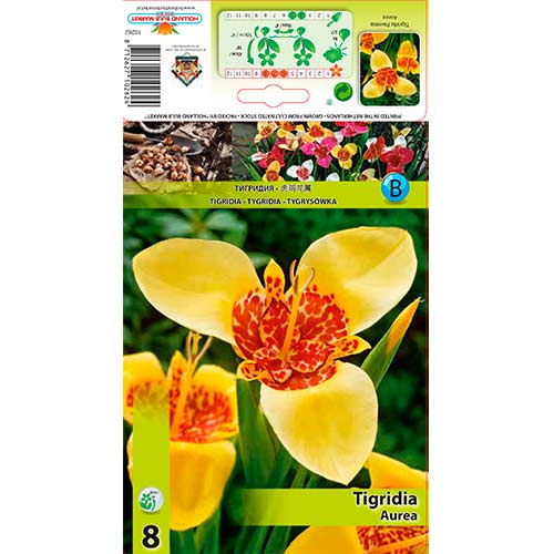 8 db, Pávaliliom Aurea - Hagymák: Mod de ambalare: 8 db