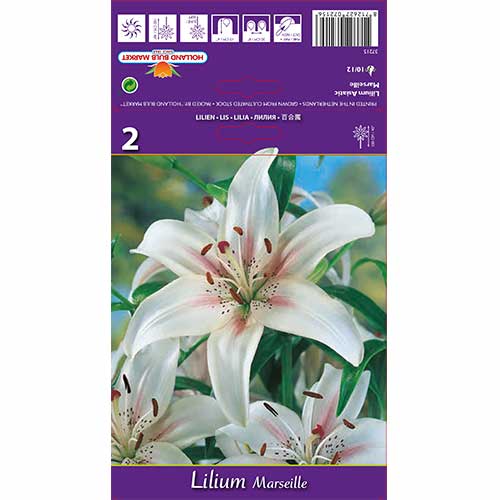 2 db, Liliom Marseille - Hagymák: Mod de ambalare: 2 db