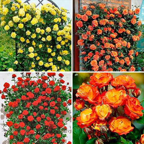 Akciós csomag! Tangó rózsák, 4 fajtából álló készlet - Palánták: Mod de ambalare: 4 db