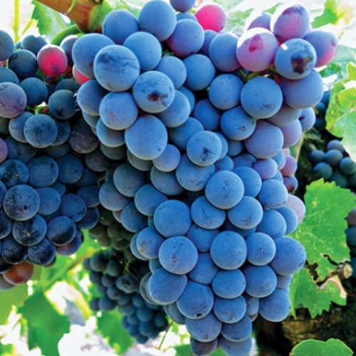 1 Pflanze(n), Weintraube Adel Mine - Setzlinge: Ilość w opakowaniu: 1 Pflanze(n)