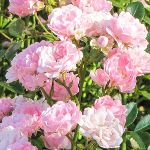 1 Pflanze(n), Rose Virgo Fairy - Setzlinge: Ilość w opakowaniu: 1 Pflanze(n)