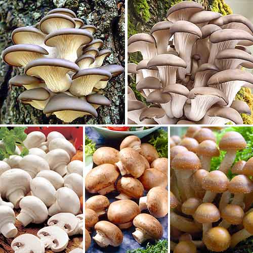 1 szt, Super oferta! Grzyby hodowlane, zestaw 5 odmian grzybni - Grzybnia: Ilość w opakowaniu: 5 opak