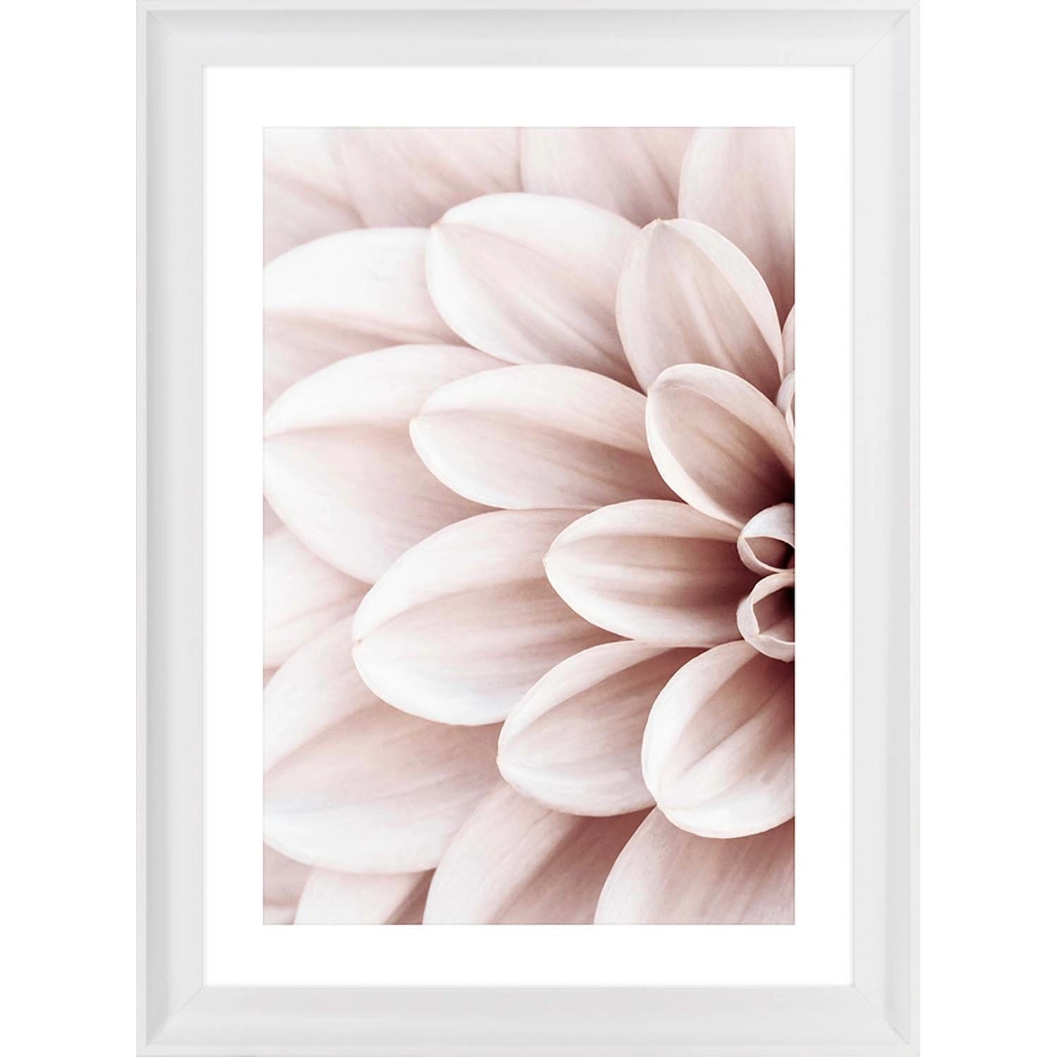 ARS LONGA Obraz POWDER DAHLIA no.1 58 x 78 cm