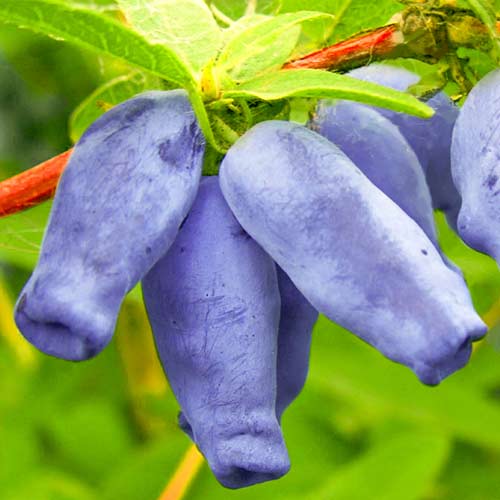 1 saz, Zimolez kamčatský Zojka - : Monžstvo balíkov: 1 saz