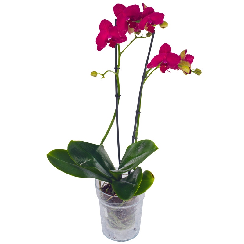 Storczyk dwupędowy fioletowy