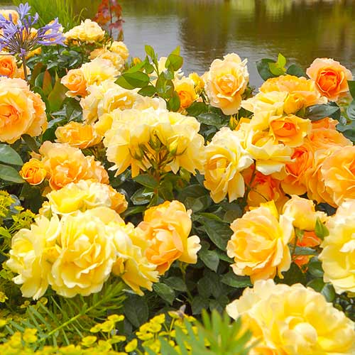 1 sadz, Róża rabatowa Hansestadt Rostock - Sadzonki: Ilość w opakowaniu: 1 sadz