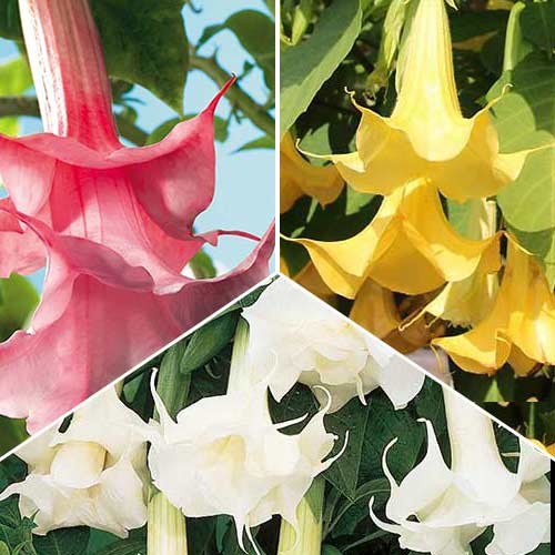 Brugmansja Angel's, zestaw 3 sadzonek - Sadzonki: Ilość w opakowaniu: 3 sadz