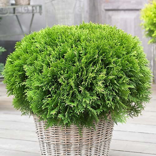 1 sadz, Żywotnik zachodni (Thuja) Danica, Р9 - Sadzonki: Ilość w opakowaniu: 1 sadz