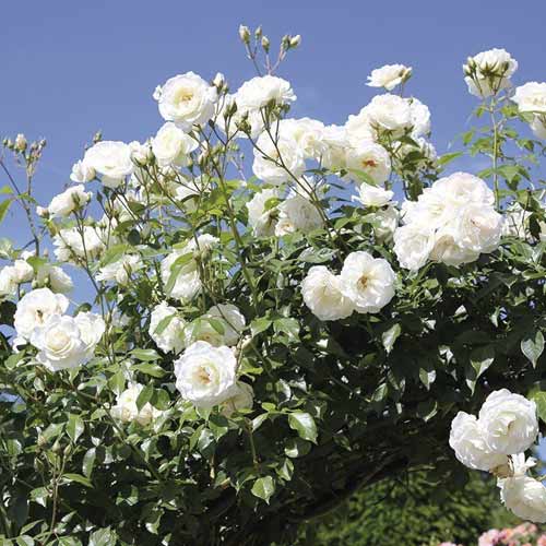 1 sadz, Róża pnąca Schneewalzer - Sadzonki: Ilość w opakowaniu: 1 sadz