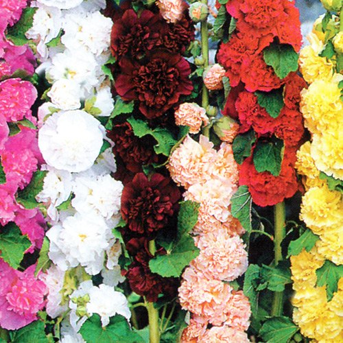 1 pac, Nalbă, amestec - Semințe: Mod de ambalare: 1 g