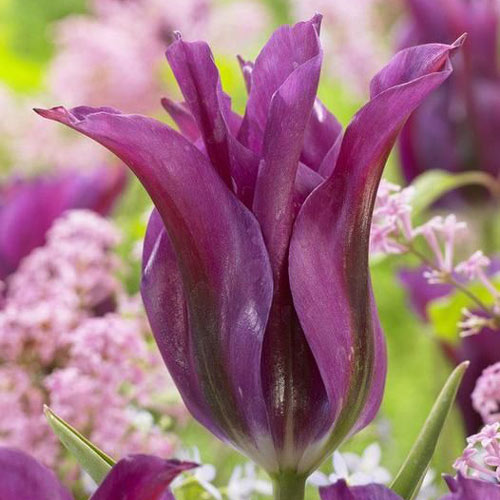 5 buc, Lalele Purple Doll - Bulbi: Mod de ambalare: 5 buc