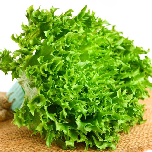 1 pac, Salată iceberg Regina Gheții - Semințe: Mod de ambalare: 1 g