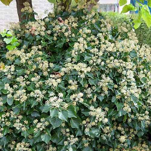 1 buc, Iederă Arborescens - Răsaduri: Mod de ambalare: 1 buc