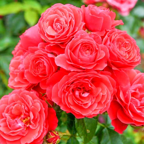 1 buc, Trandafir floribunda Cherry Girl - Butași: Mod de ambalare: 1 buc