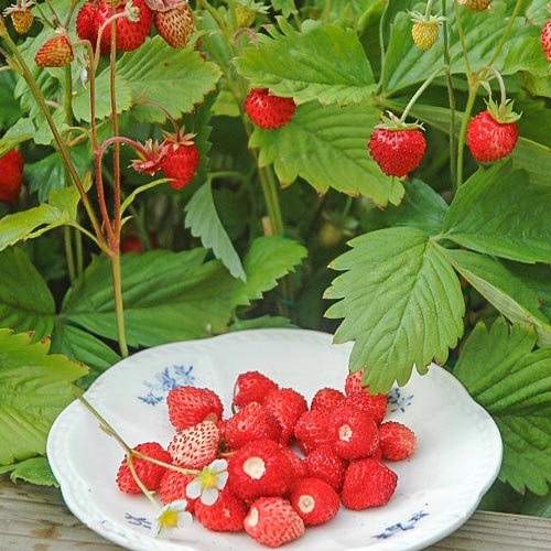 1 buc, Fragi Alexandria - Răsaduri: Mod de ambalare: 1 buc