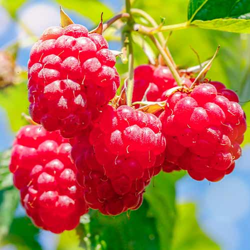 1 buc, Zmeur Malling Promise - Puieți: Mod de ambalare: 1 buc