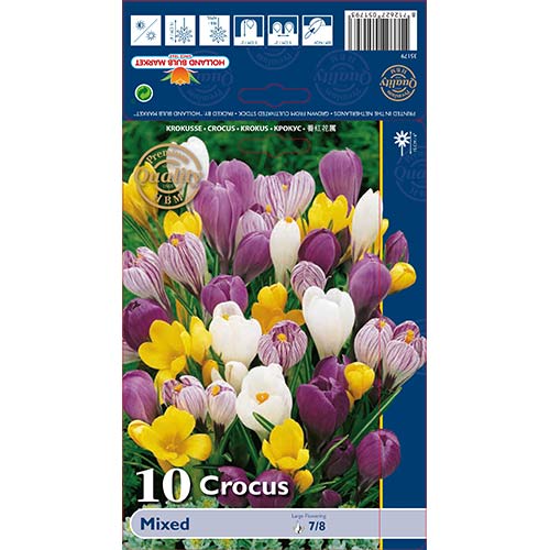 10 buc, Brândușe gigant mix multicolor - Bulbi: Mod de ambalare: 10 buc