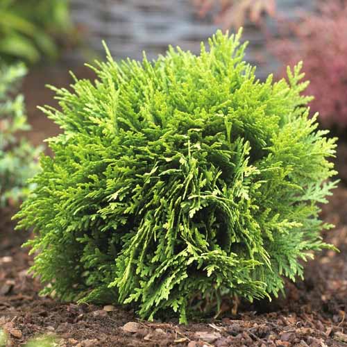 1 saz, Tůje západní Danica, C2 - : Monžstvo balíkov: 1 saz