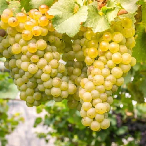 1 db, Szőlő Kismis sárga - Dugványok: Mod de ambalare: 1 db