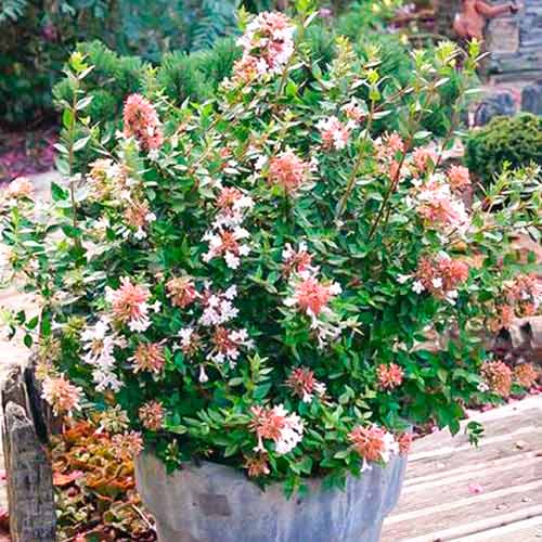 1 db, Abélia Autumn Festival - Palánták: Mod de ambalare: 1 db