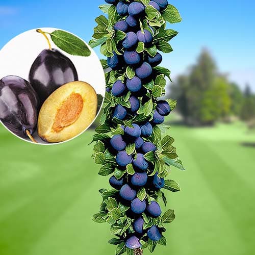 1 db, Szilva oszlopos Imperial, С2 - Palánták: Mod de ambalare: 1 db