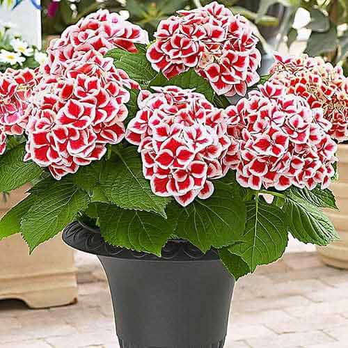1 Stück, Gartenhortensie Bicolor Red-White - Stauden: Ilość w opakowaniu: 1 Stück