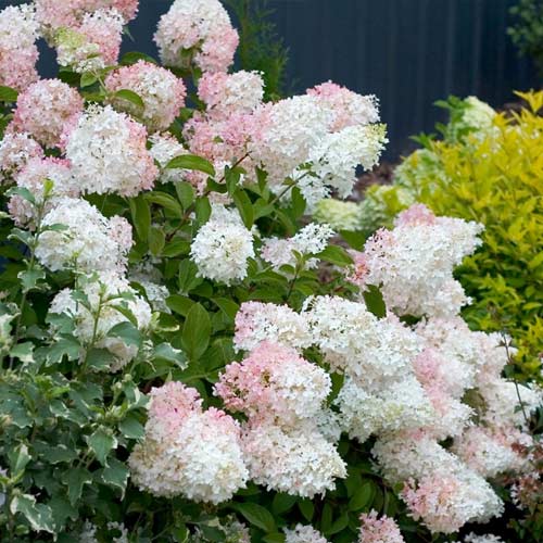 Ramo de hortensias Phantom, P9 - Plántulas: Ilość w opakowaniu: 1 plant