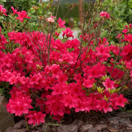 Azalea japonesa Maruschka, P9 - Plántulas: Ilość w opakowaniu: 1 plant