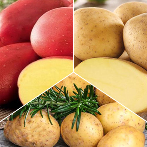 Super ofertă! Cartofi de sămânță Recolte bogate - Tuberculi: Mod de ambalare: 3 kg