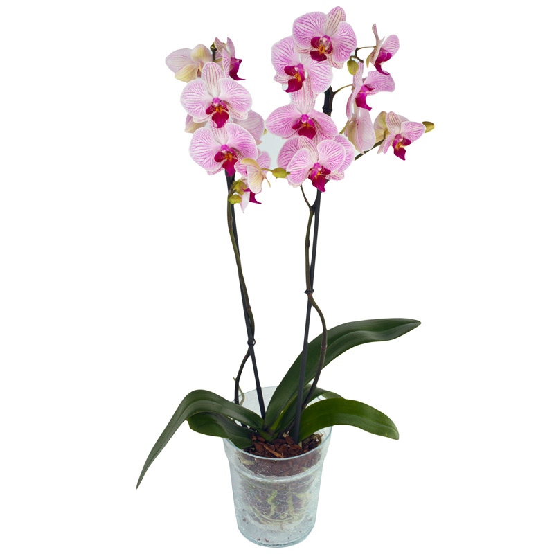 Storczyk dwupędowy różowy