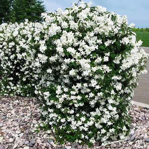 1 sadz, Jaśminowiec Minnesota Snowflake - Sadzonki: Ilość w opakowaniu: 1 sadz