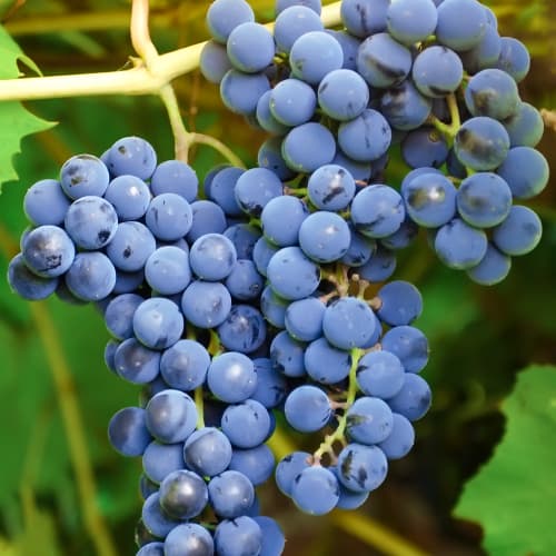 1 sadz, Winorośl Cascade, Р9 - Sadzonki: Ilość w opakowaniu: 1 sadz