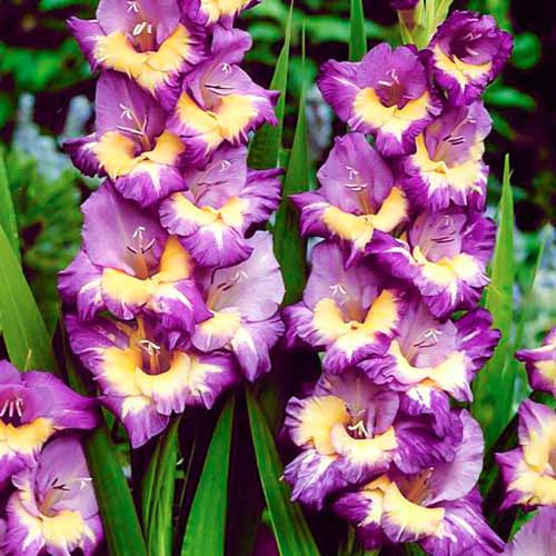 10 buc, Gladiole grandiflora Dynamite - Bulbi: Mod de ambalare: 10 buc