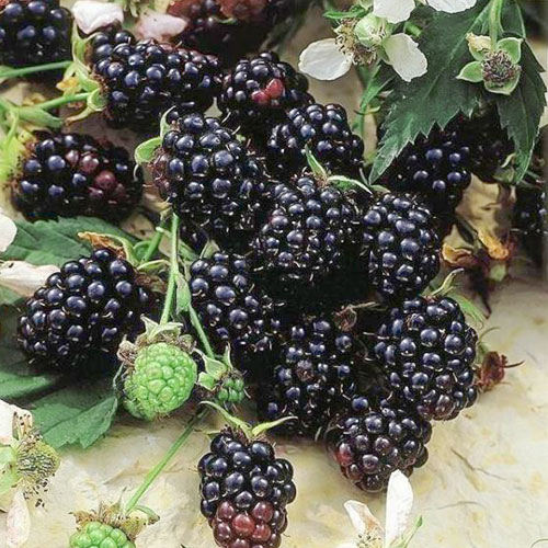 1 saz, Ostružina Evergreen - : Monžstvo balíkov: 1 saz