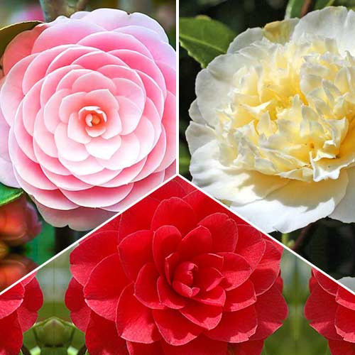 3 cib, Super nabídka! Kolekce z kamélí z 3 odrůd - : Monžstvo balíkov: 3 cib