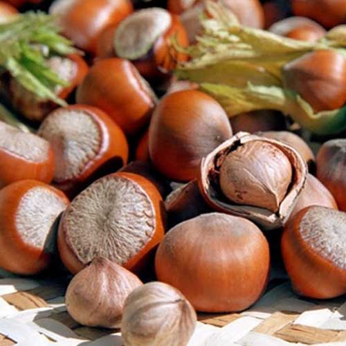 1 saz, Líska Jefferson - : Monžstvo balíkov: 1 saz