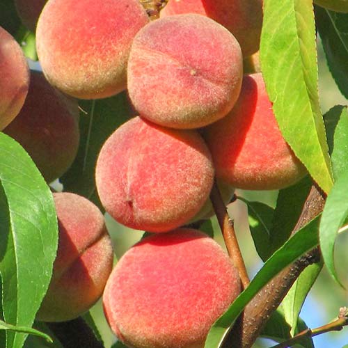 1 db, Őszibarack Peace - Palánták: Mod de ambalare: 1 db