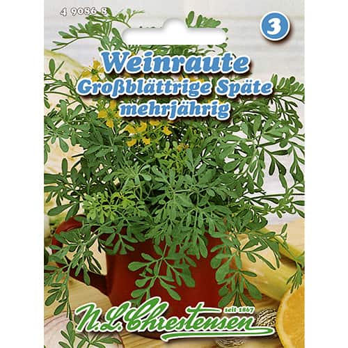 1 szt, Weinraute Großblättrige Späte - Samen: Ilość w opakowaniu: 1 Stück