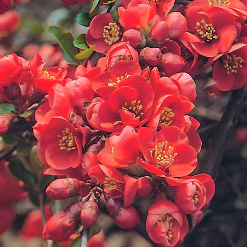 1 sadz, Pigwowiec japoński Fire dance - Sadzonki: Ilość w opakowaniu: 1 sadz