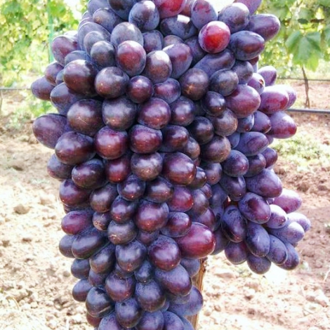 1 sadz, Winorośl Jupiter - Sadzonki: Ilość w opakowaniu: 1 sadz